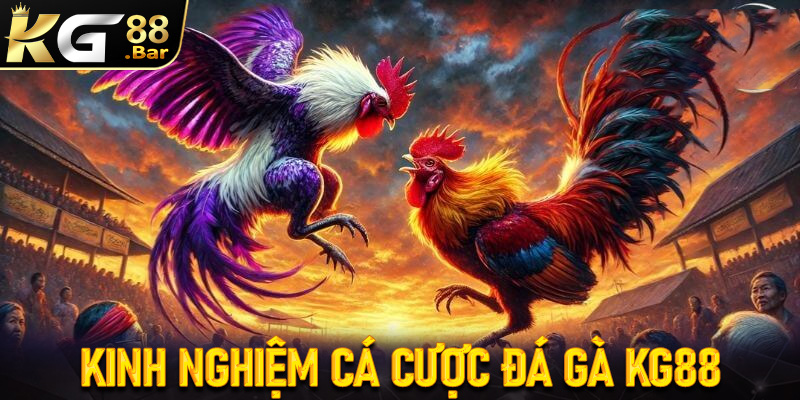 Chia sẻ một chút kinh nghiệm cá cược đá gà KG88 hiệu quả cho người mới